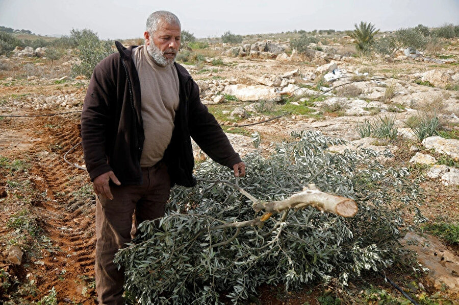 Filistinli bir adam, İsraillier tarafından tarafından kesilen zeytin ağacına bakıyor. Kaynak Reuters