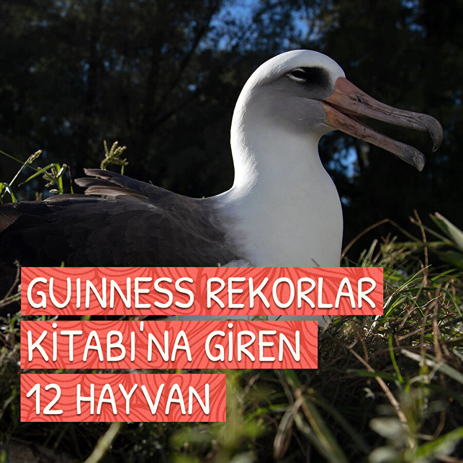 Guinness Rekorlar Kitabı'na girmiş 12 ihtiyar hayvan 🐱‍🐉