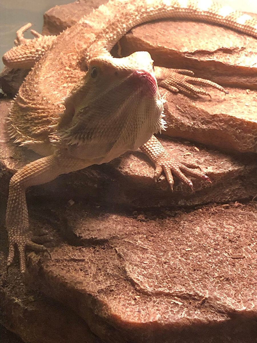 Böğürtlen yedikten sonra aynısını yaşıyorum