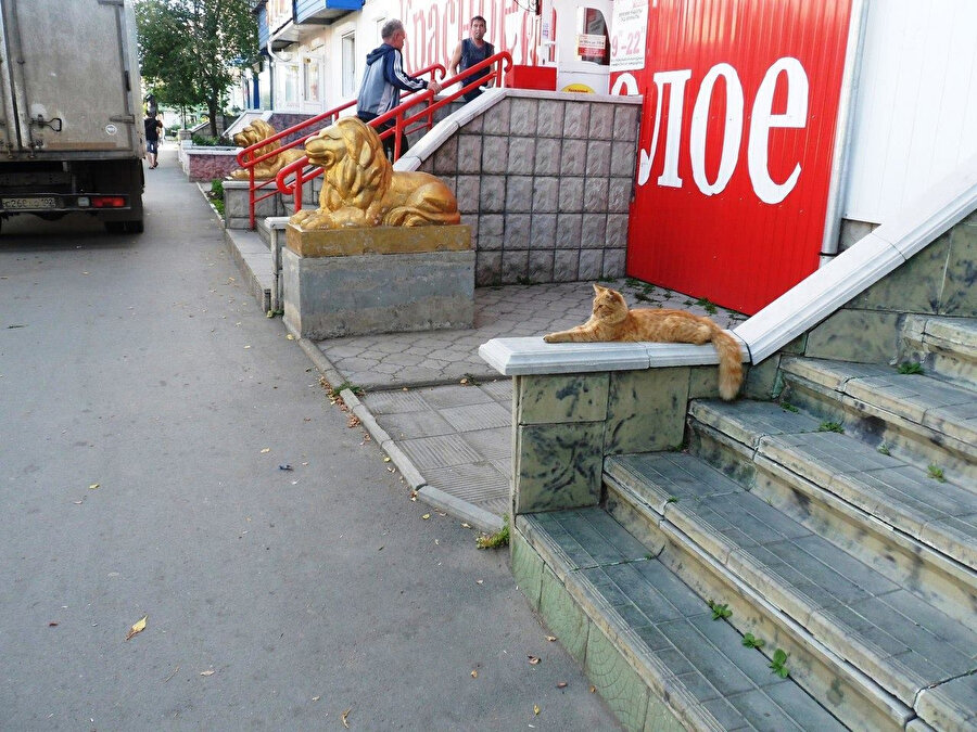 Sen miyavlamayı kükremek mi sandın yiğidim?