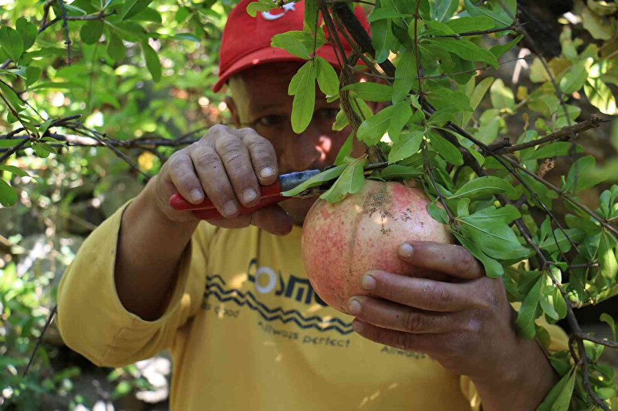 Gören şaşırıyor, bu narların tanesi 1,5 kilo