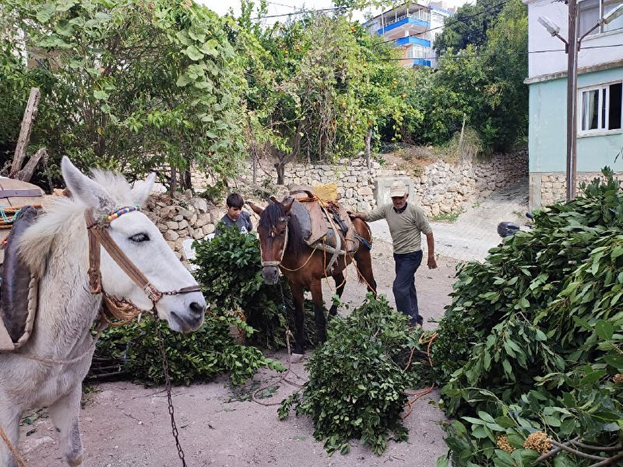 Hatay'dan toplanıp dünyanın birçok ülkesine gönderiliyor: Kilosu 1500 TL