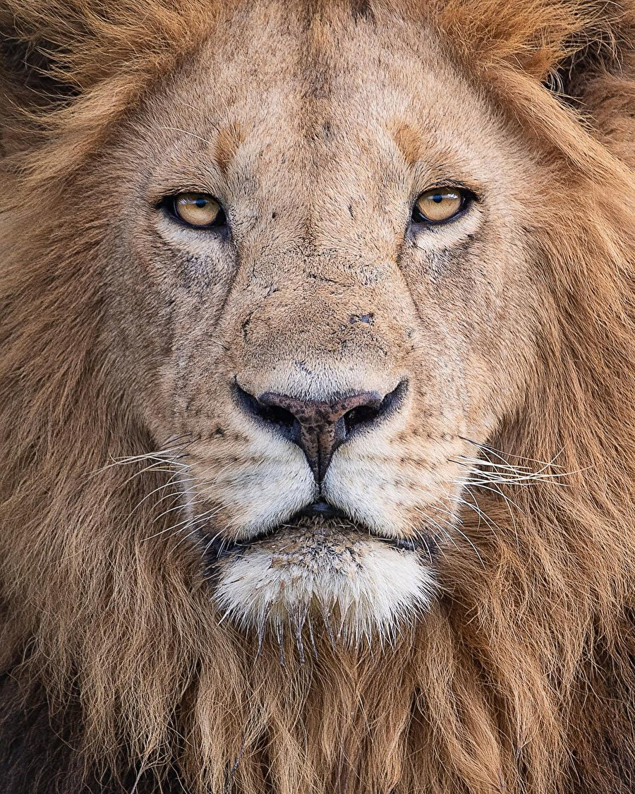 Vahşi yaşamdan pek de vahşi olmayan 15 görsel