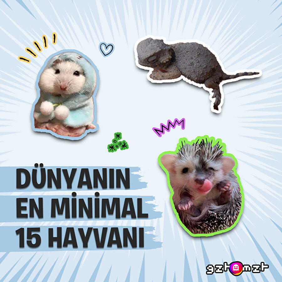 ​Dünya'nın en minimal 15 hayvanı