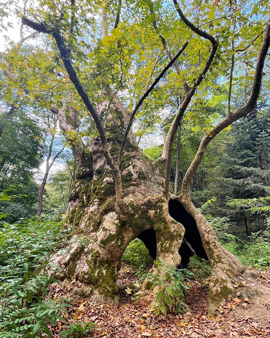 İstanbul'un tarihe tanıklık eden en yaşlı ağacı