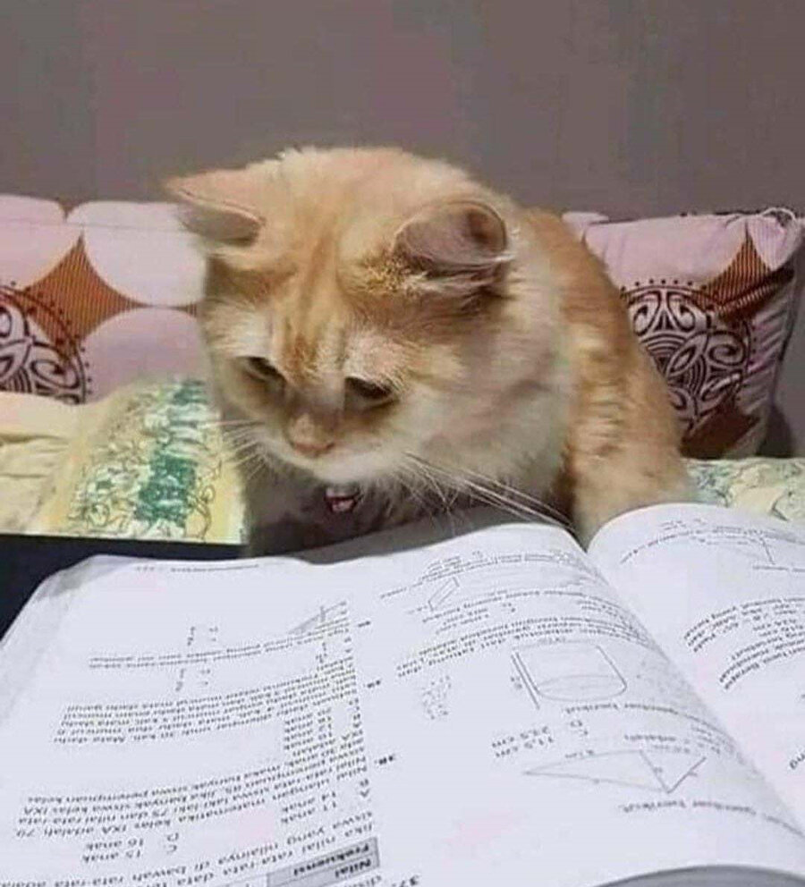 Vize haftası benim sıfatü eşgal