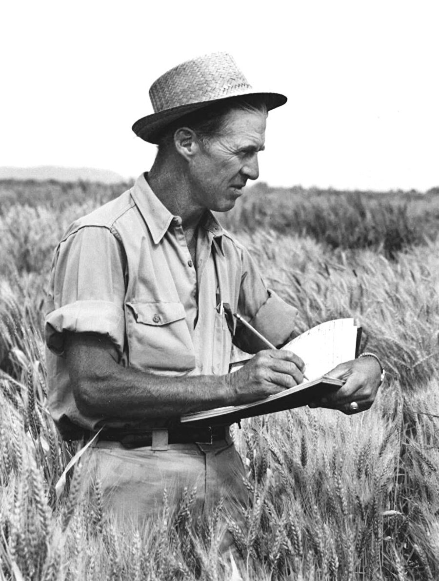 Borlaug’un ömrünü vererek geliştirdiği hibrit çeşitler ve yoğun kimyevi zehir kullanımına dayanan teknikleri fark edilir.