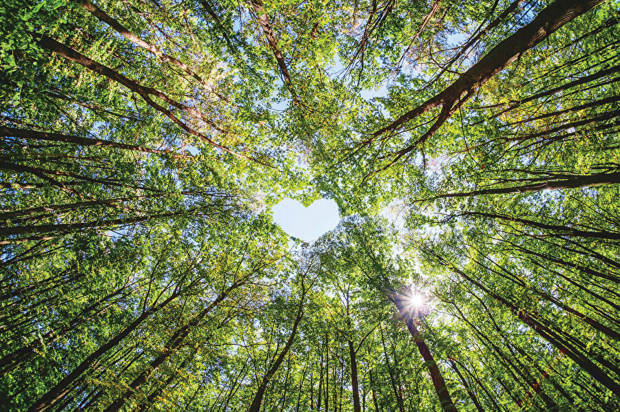 Bunlar vücudumuzun ön tarafında, orta kısımda aşağıdan yukarıya doğru sıralanmışlardır.