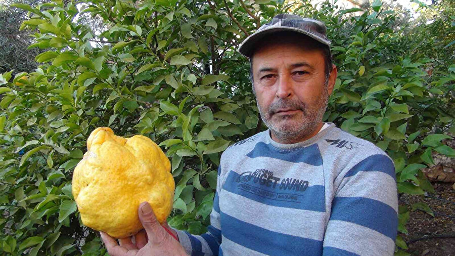 Türkiye’nin en büyük limonu 2 kilo 40 gram: Bin liraya satılacak
