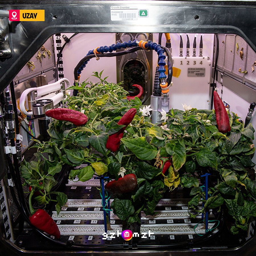 NASA, Uzay'da acı biber yetiştiriyor