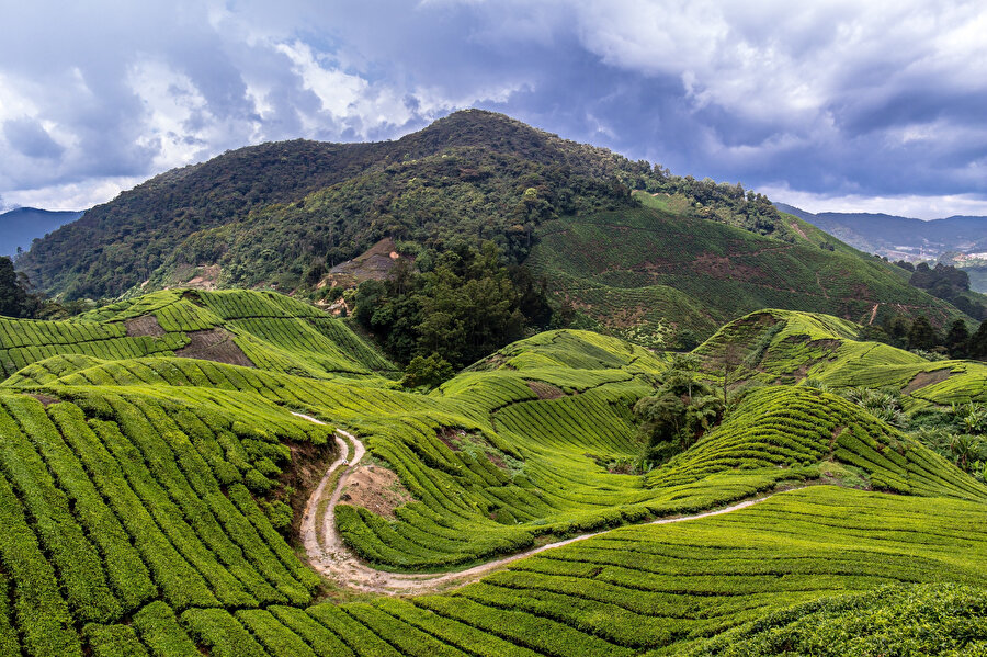 Cameron Highlands.