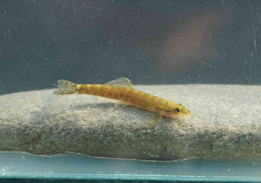 Dünyanın en çok aranan 10 balık türünden biriydi: Batman'da ortaya çıktı