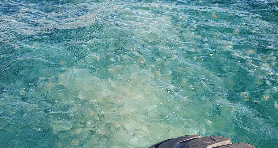 Marmara’da denizanası istilası