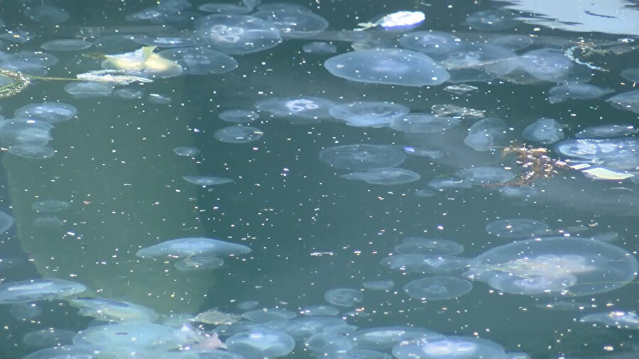 Müsilajdan sonra denizanası tehlikesi: Balıkları tehdit ediyor