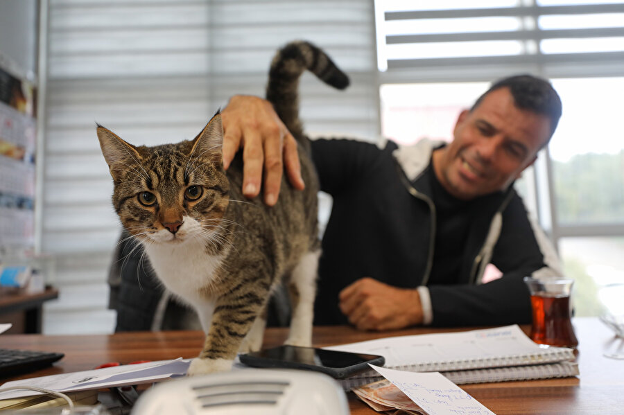 Fabrika sahibi makam odasını 16 sokak köpeğiyle paylaşıyor