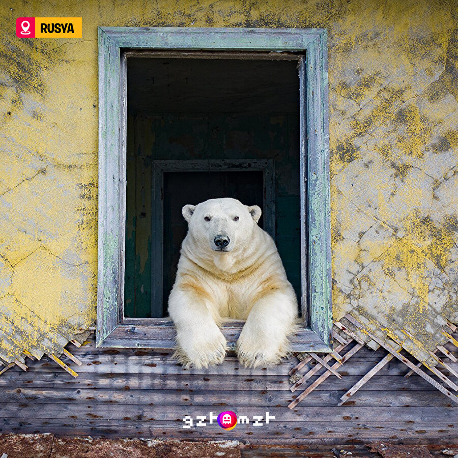 Terk edilmiş bir meteoroloji binasına çöken kutup ayıları