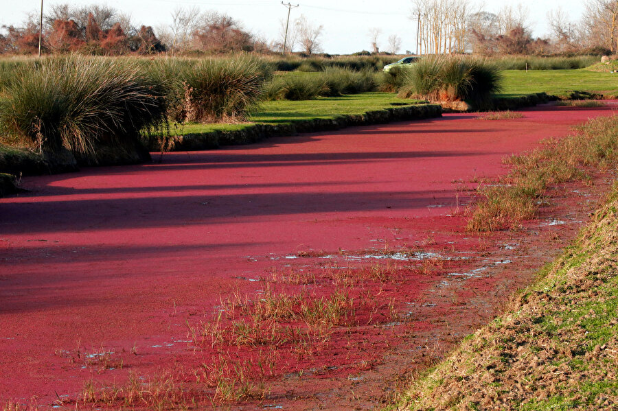 Kızılırmak Deltası kırmızıya büründü