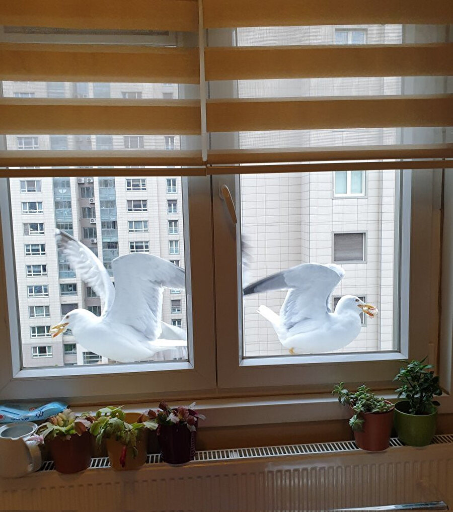 ​Bir martı bir martıya bre martı gel beraber şu cama konalım demiş