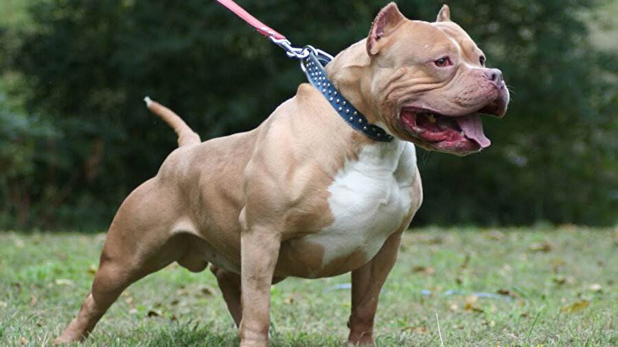 Pitbull cinsi