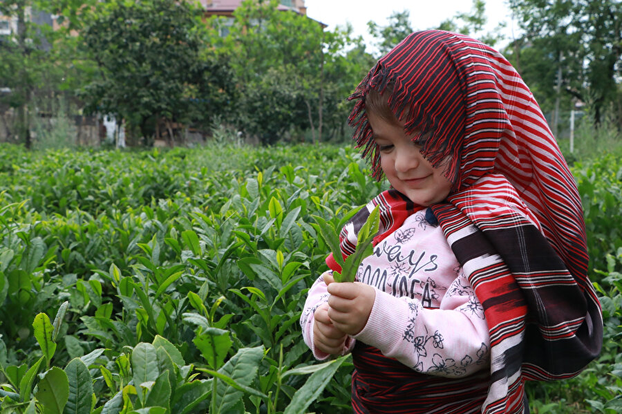 Çay