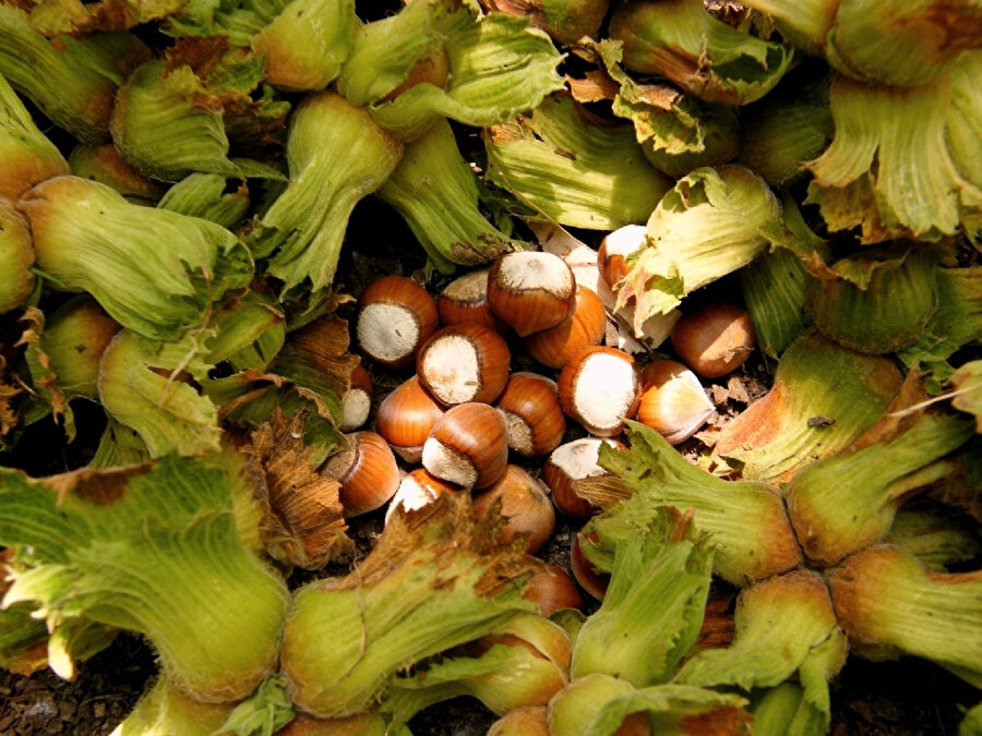 Fındık