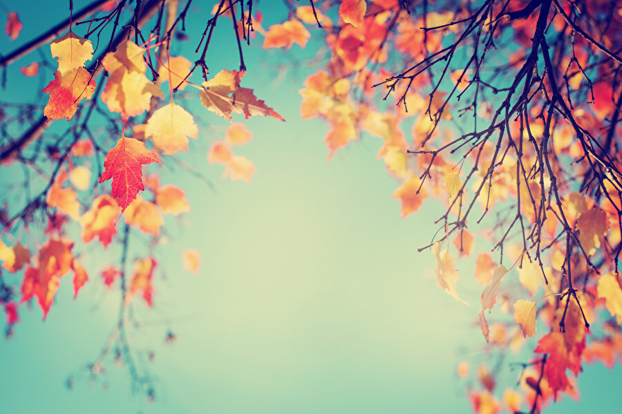 Yaprak sıkılmıştı ağaçtan, bahane idi sonbahar