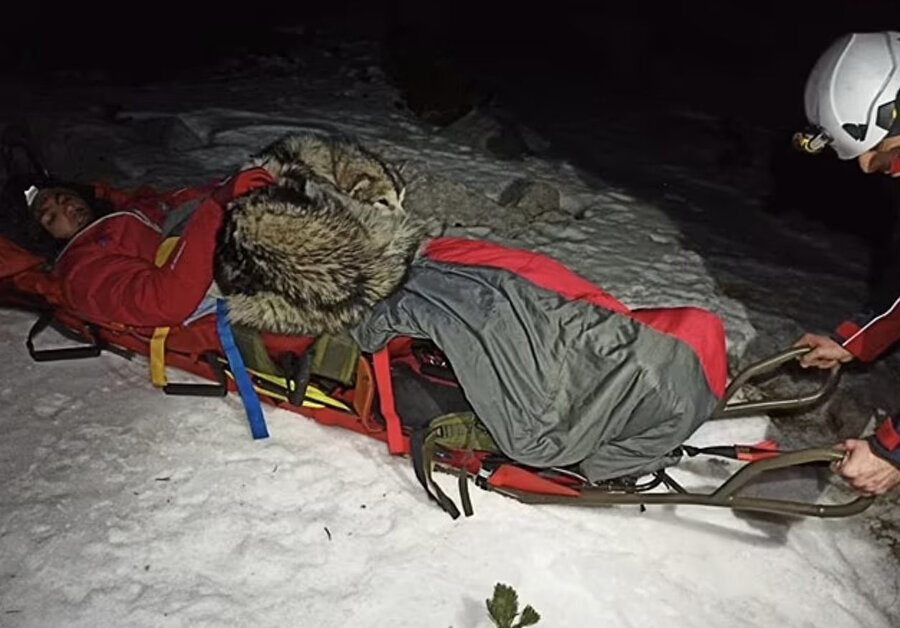 North 13 saat boyunca sahibinin üstünde yatarak ısıtmış