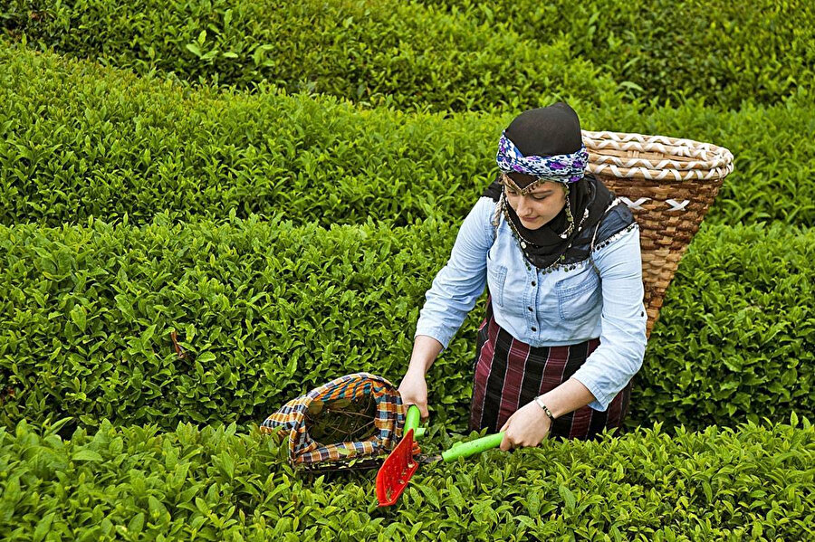 Çay hasatı