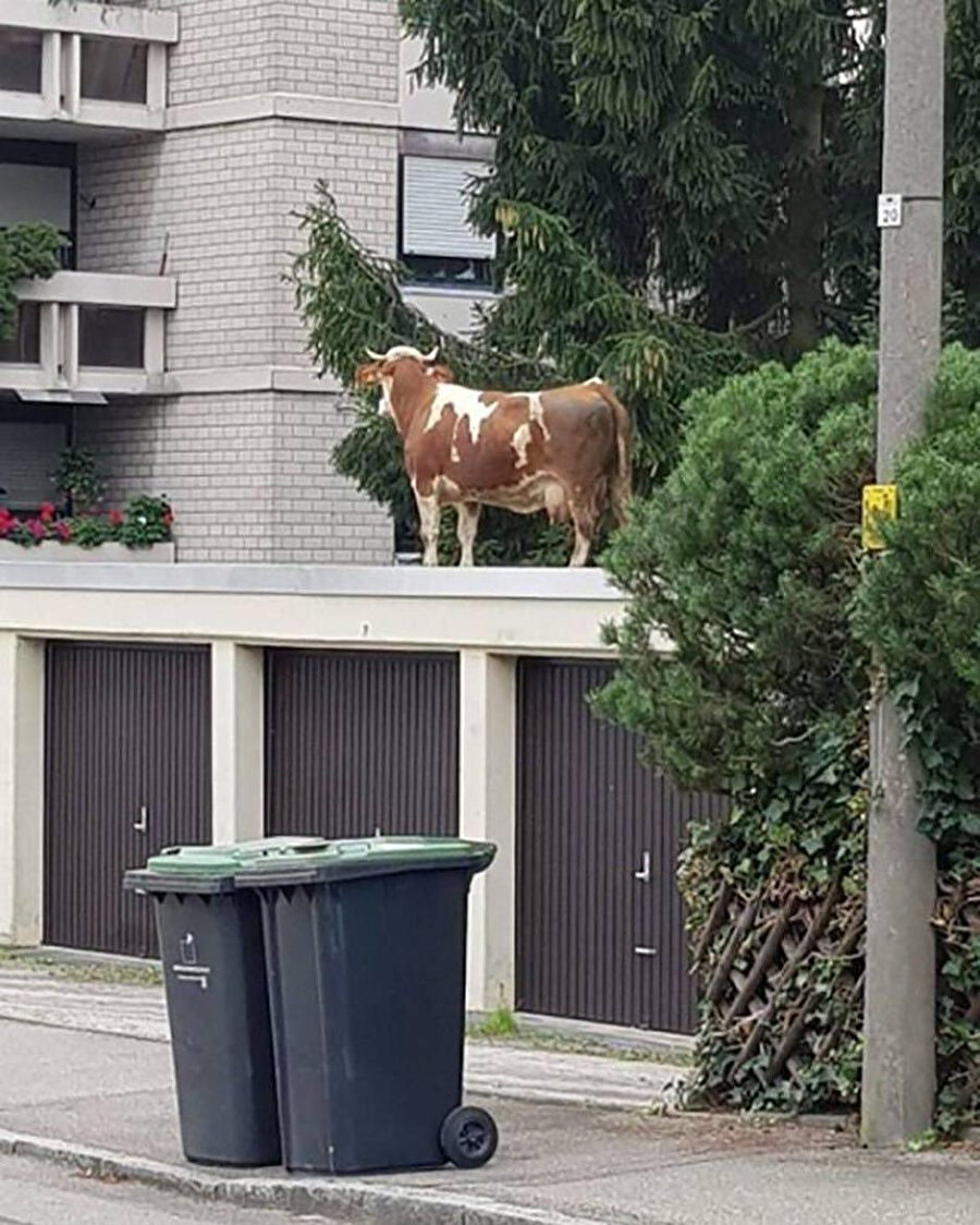 Ellerimde inekler kapında sırılsıklam