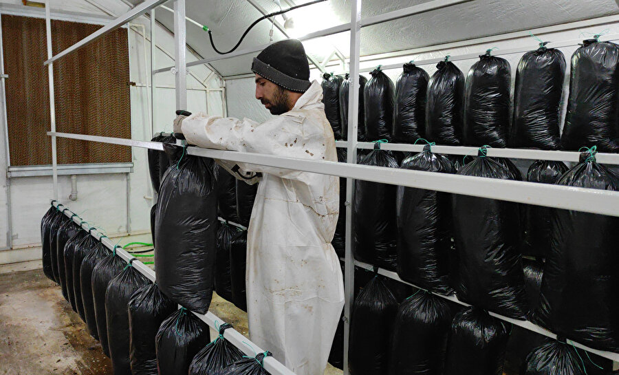 Tadını bilmeden üretti: Yılda 600 bin lira kazanıyor