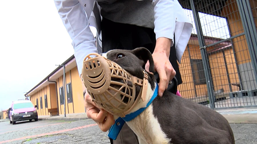 İstanbul'da barınaklar Pitbull ile doldu