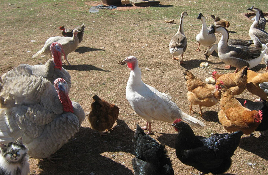 Hindi yetiştiriciliği