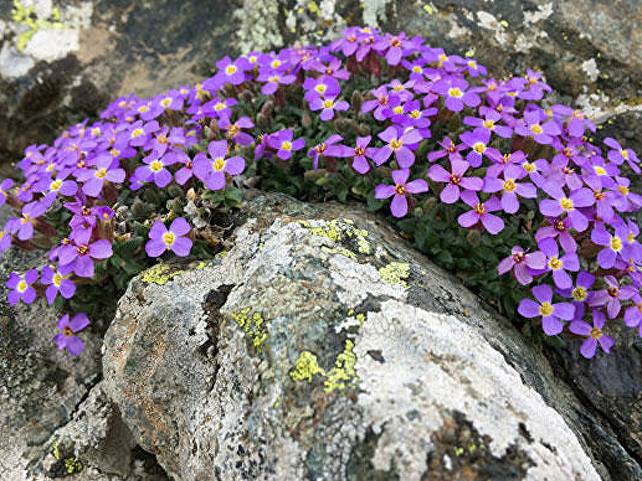 Keşfedilen bitki türü