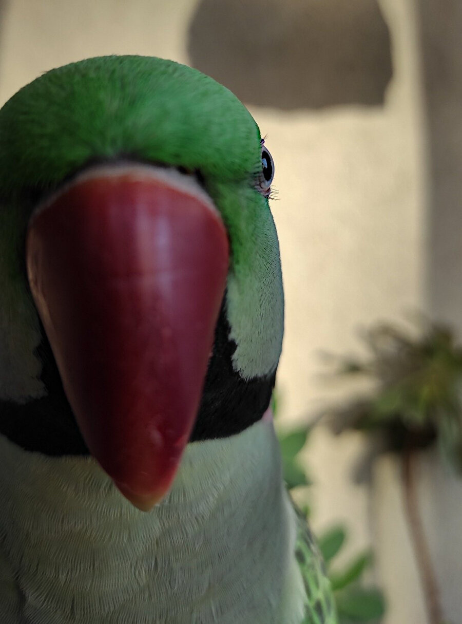 ​Gözüme bir şey kaçtı perileri