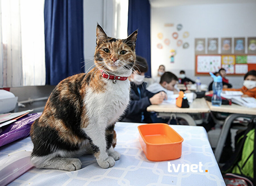Öğrenciler ve Öğretmenler "Karamel"e Gözü Gibi Bakıyor