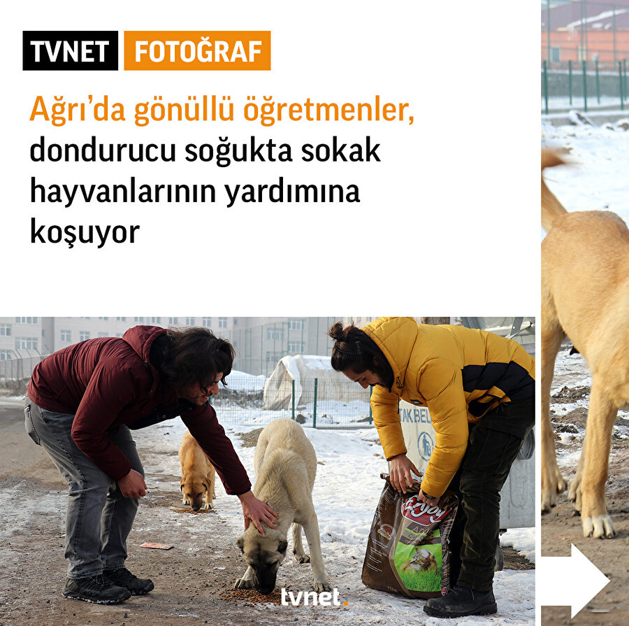 Ağrı’da sokak hayvanları unutulmadı