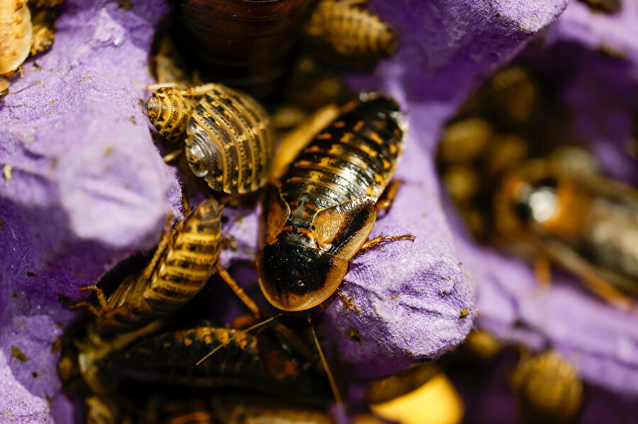 Çiftlikte yetiştiriliyor: 15 liraya kadar alıcı buluyor