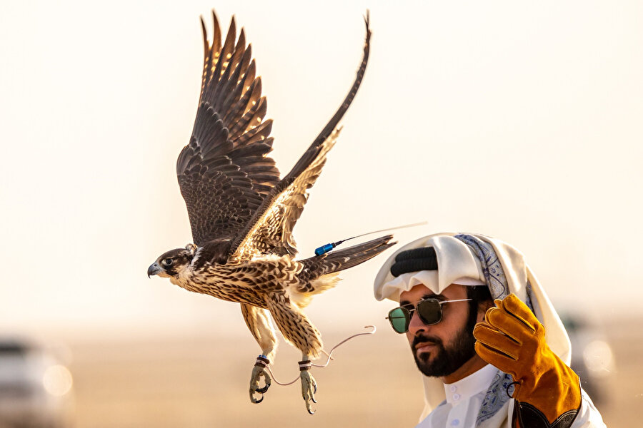 Katar kültüründe &quot;milli simge&quot; haline gelen şahinler, binlerce kişinin katıldığı uluslararası Şahin ve Avcılık Festivali'nde hünerlerini gösteriyor. 