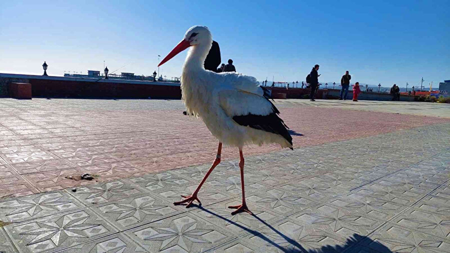 Bu leylek uçmayı unuttu: Her yere yürüyerek gidiyor