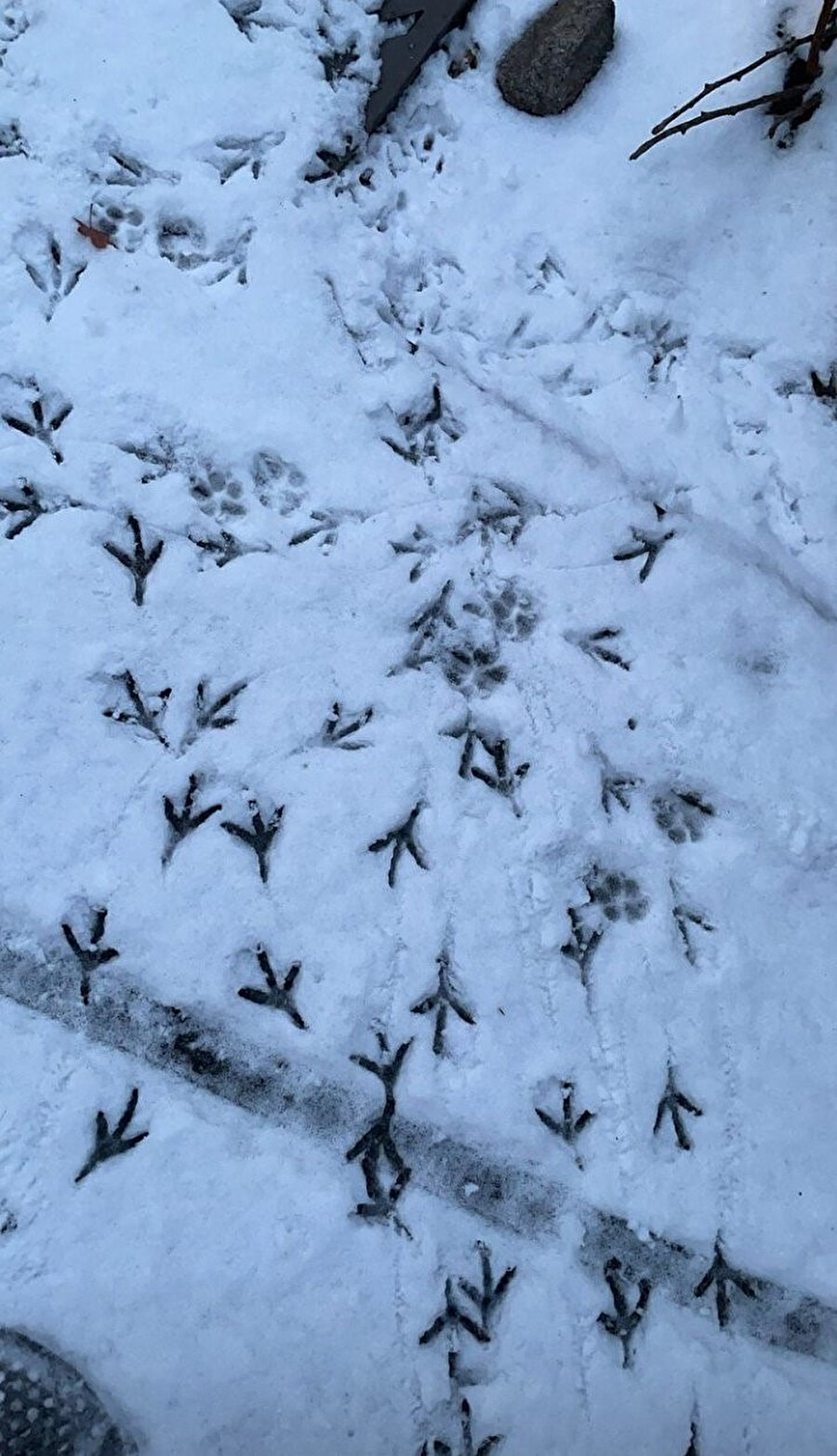 Resim dersinde dağlara çizilen otlar