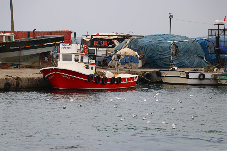 Kilosu 60 lira: Tekirdağ'da karides bolluğu yaşanıyor