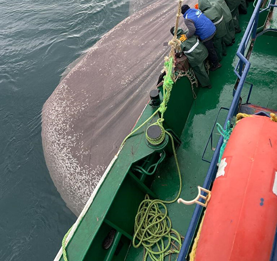 Yasal boyda olmayan 5 tona yakın istavriti denize geri bıraktı