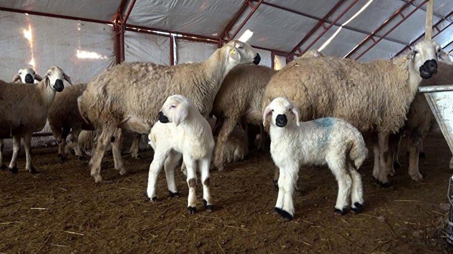 Sivaslı hayvan yetiştiricisi Hasan Tunçbaş 200 tane koyuna tek başına bakıyor