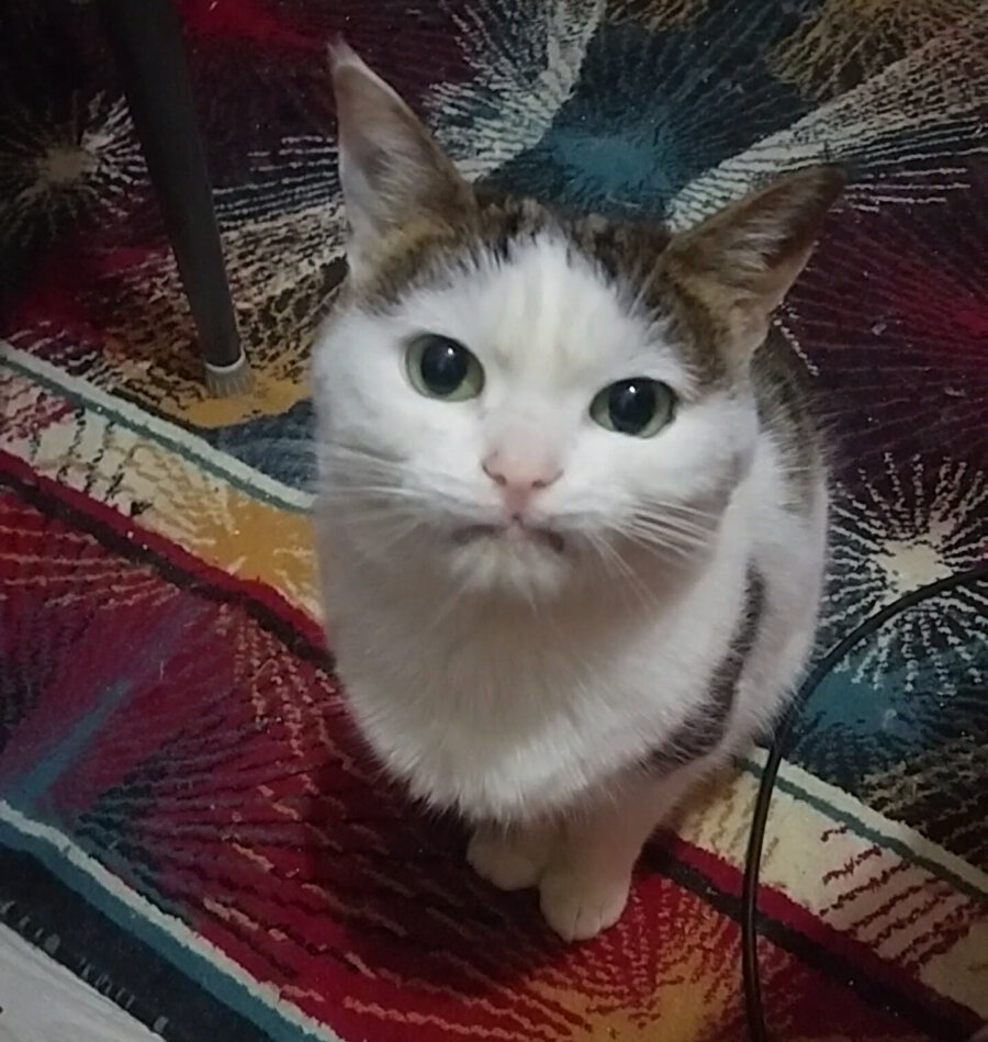 'Ağzını aç mama geliyor' deyince bebekler: