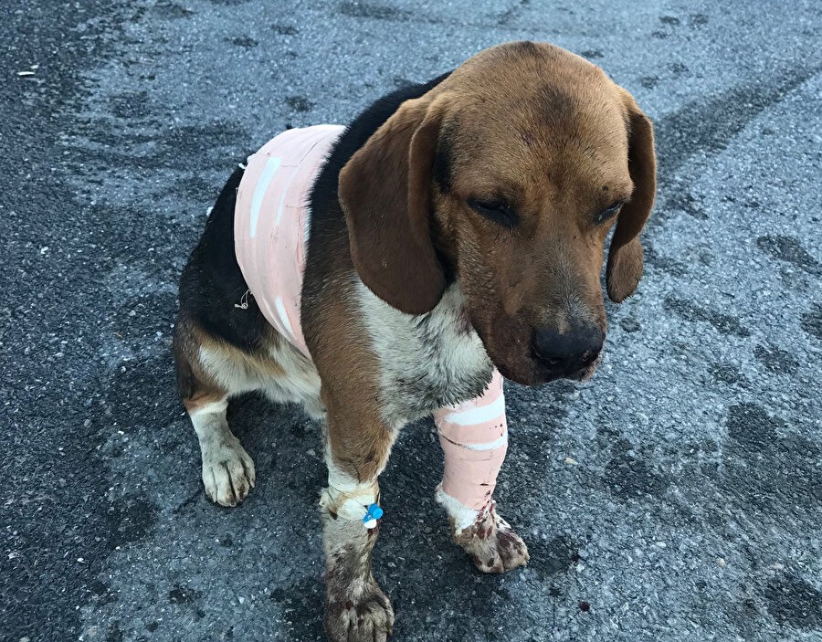 Sultangazi'de pitbull saldırısı: Kurtarmak için kürekle vurdular