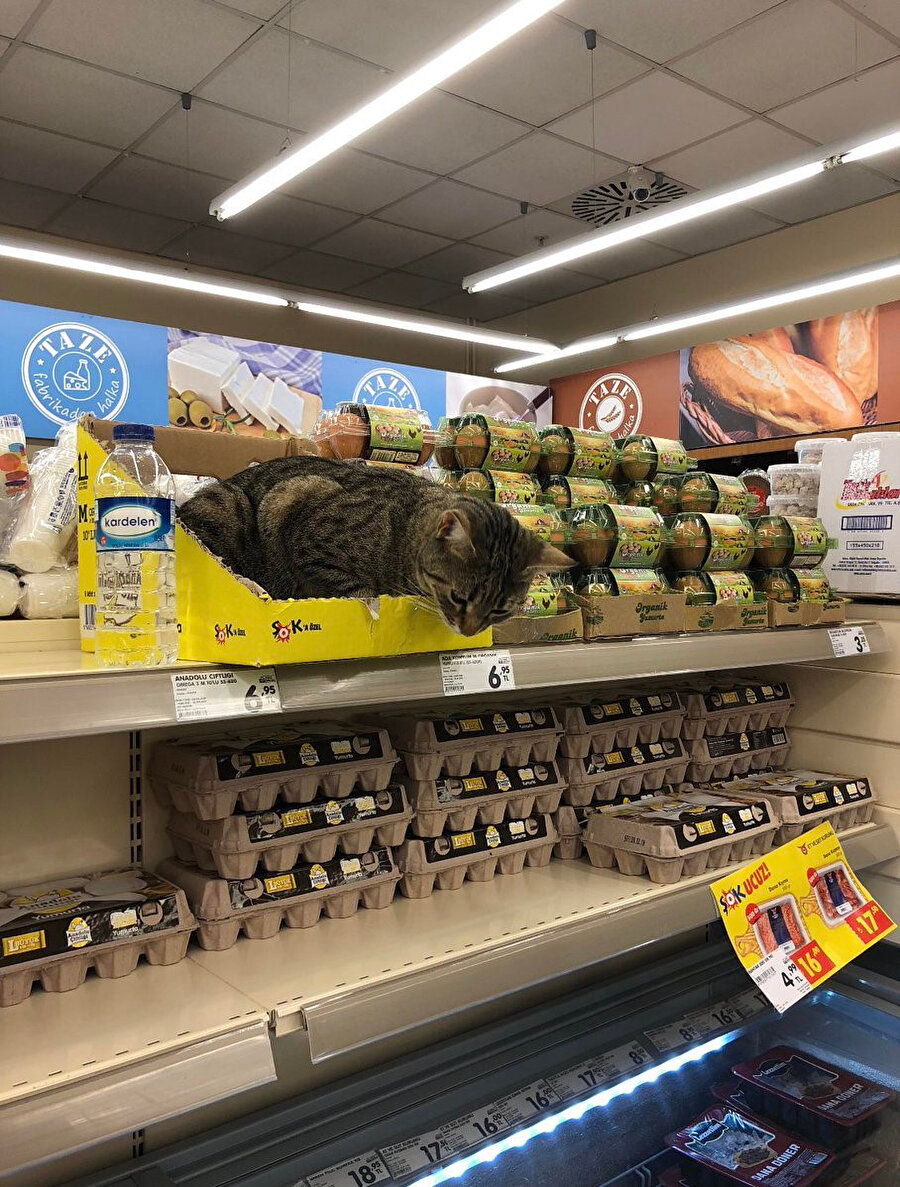 Pardon, benim istediğim kediden kalmamış da​