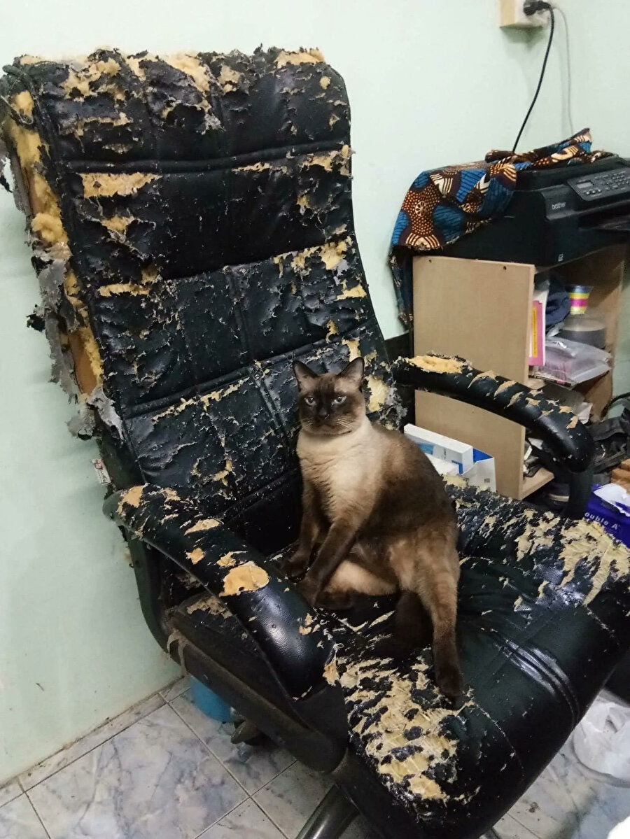 Koltuğa farklı bir hava katmış 