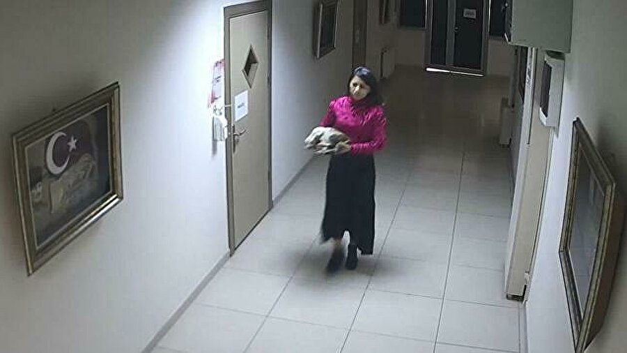 Ümmühan Özdemir Sivas kalp masajı yaparak yavru kedileri kurtardı