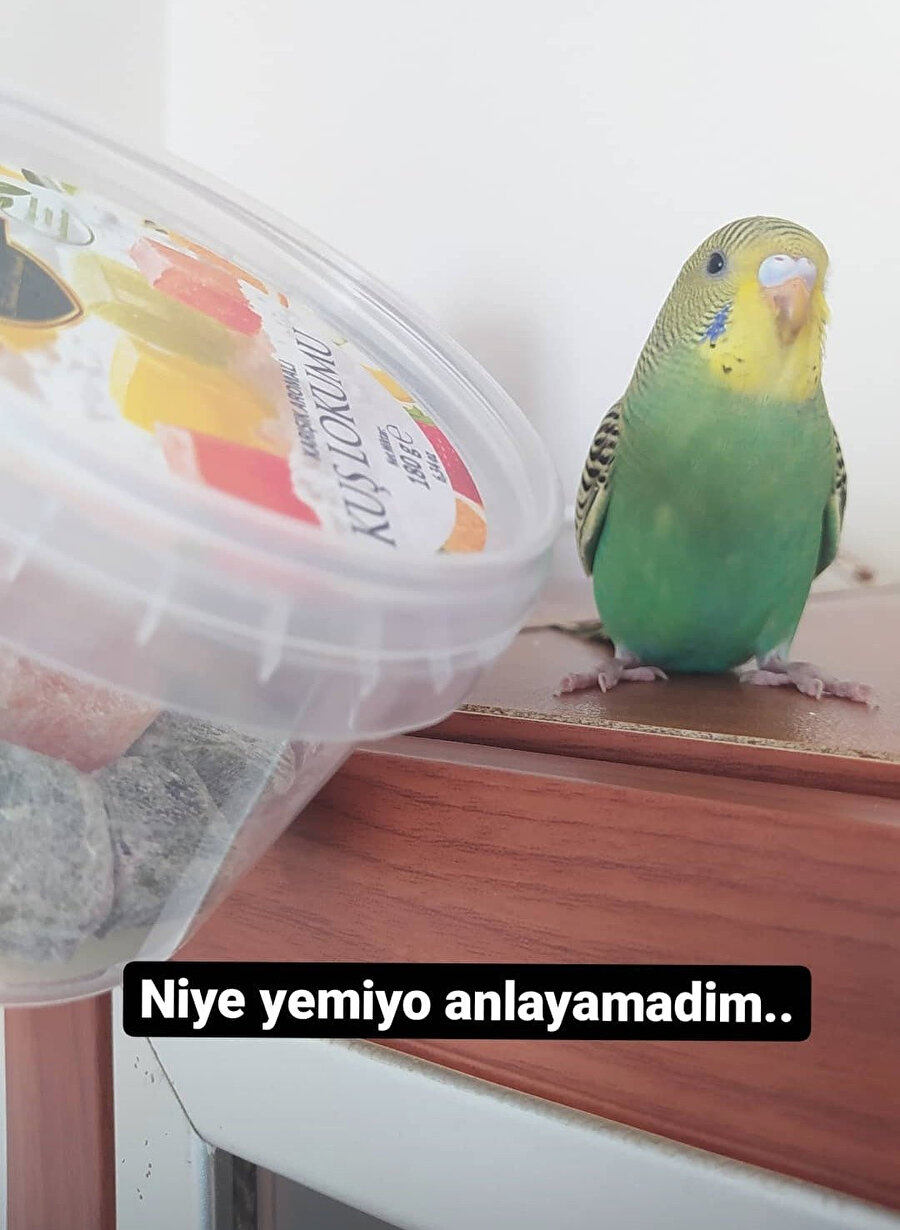 Kardeşi kardeşe kırdırmayın!
