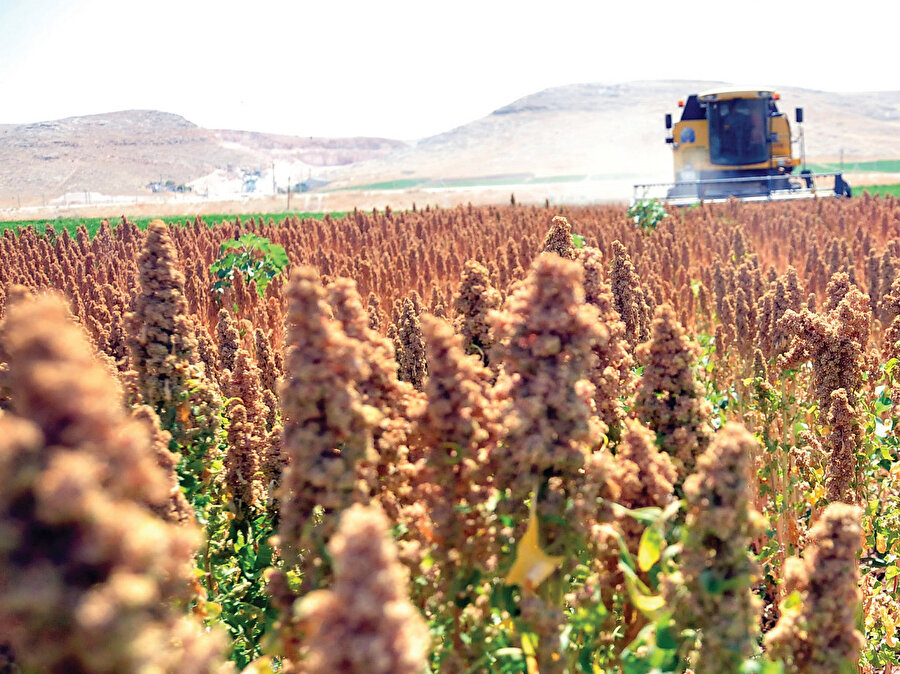 Kinoa, Bebek mamasından sporcu destek ürünlerine, ilaç yapımından güncel gıda takviyesine kadar oldukça geniş alanda kullanılıyor.